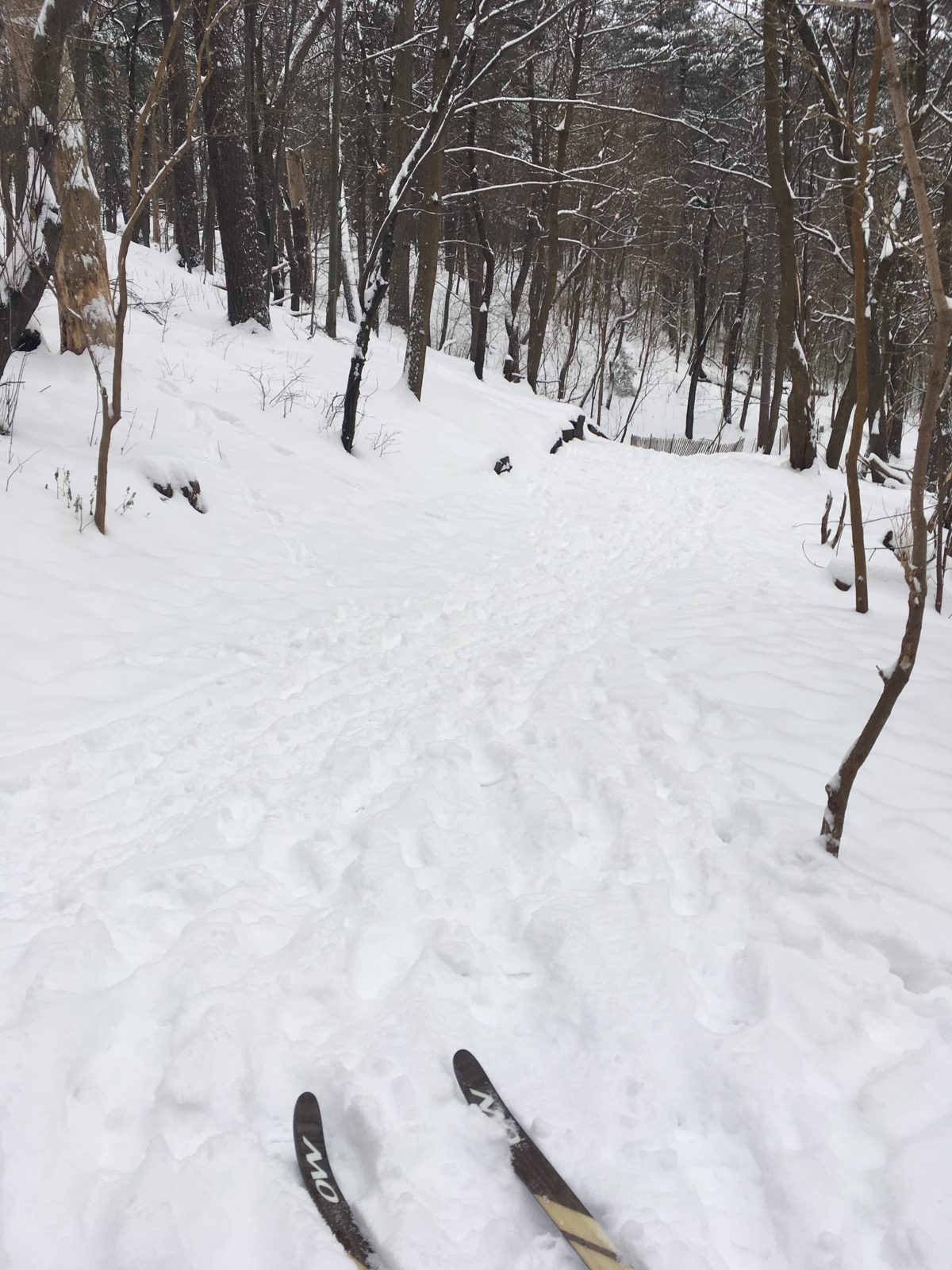 Skiing after a fresh dump of snow in High Park