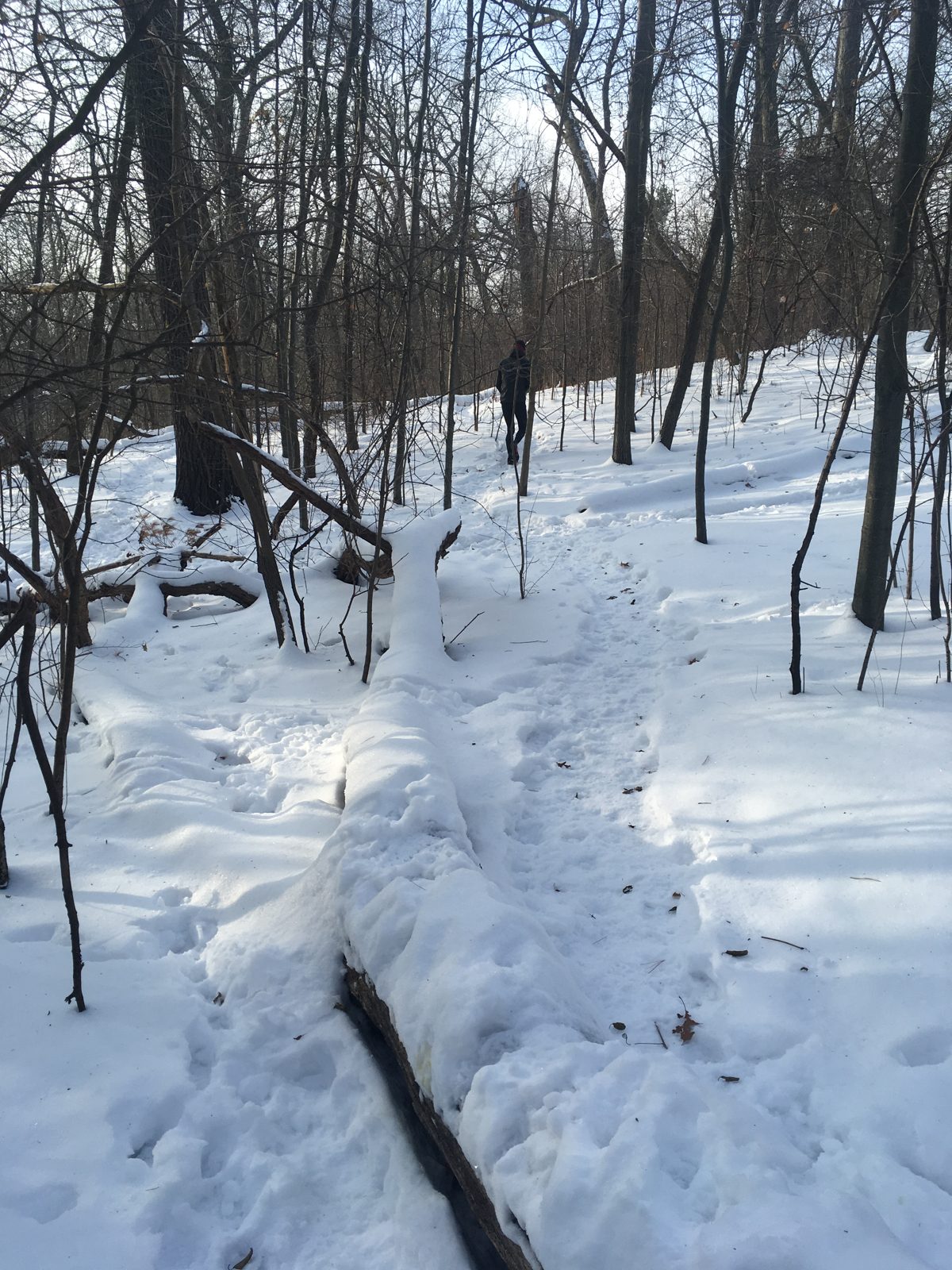Trail running High Park in fresh snow