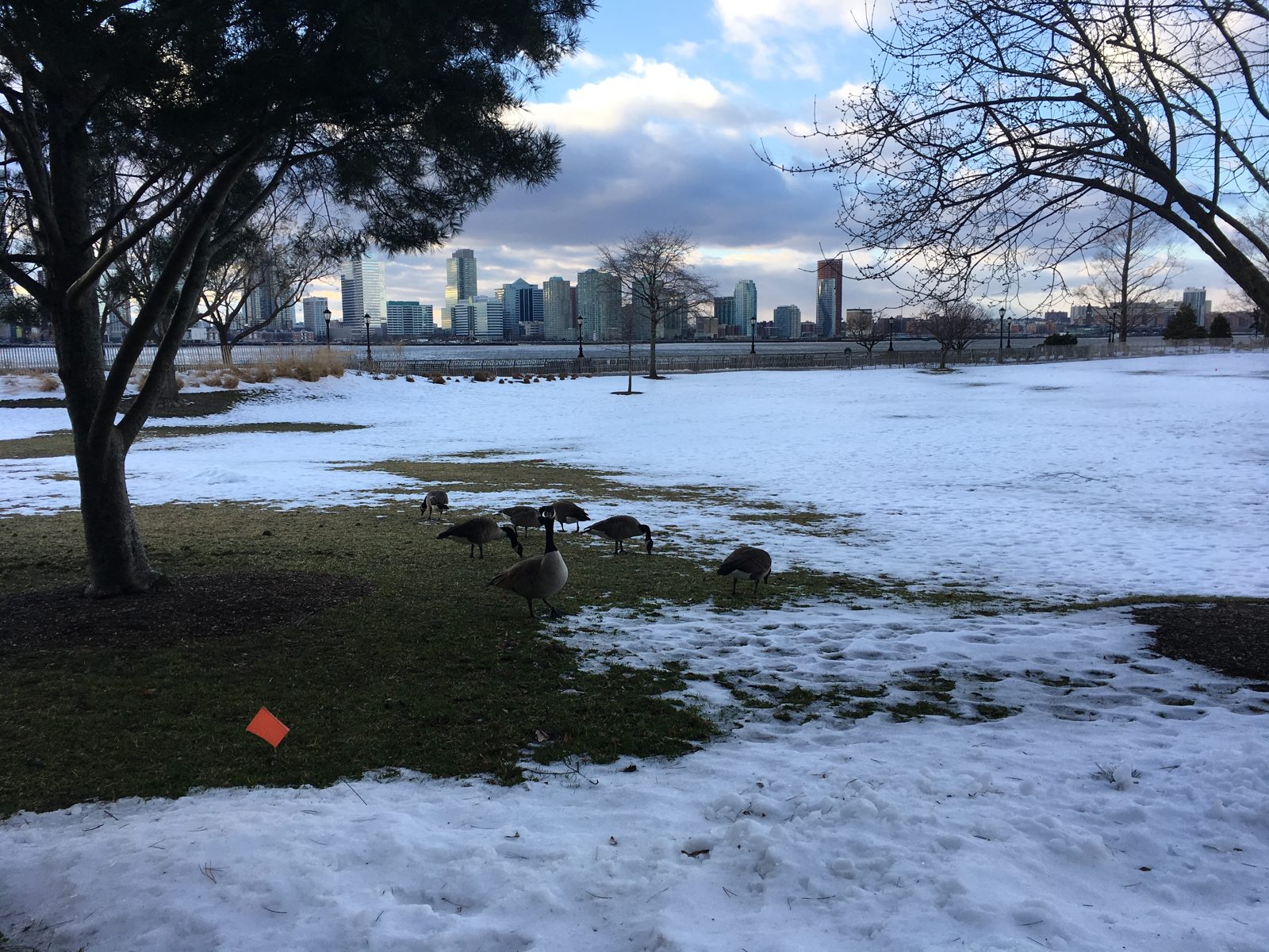Ducks in a park on the bank of the Hudson River, Lower Manhattan