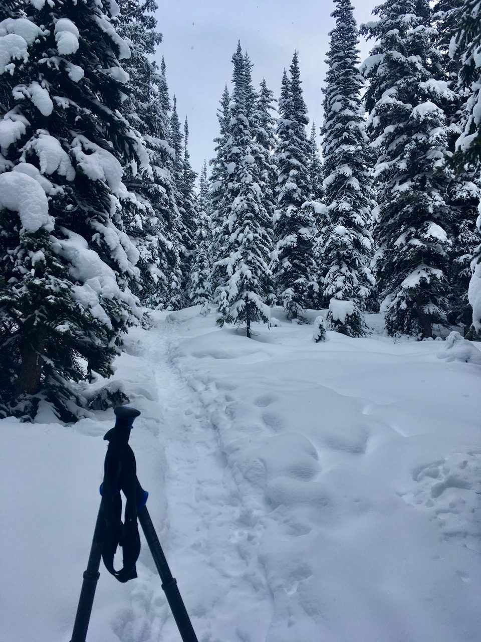 Skiing around Peyto Lake Lookout Trail