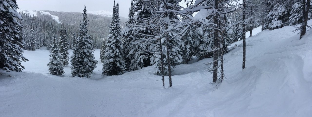 Surfing the powder in the trees on a splitboard