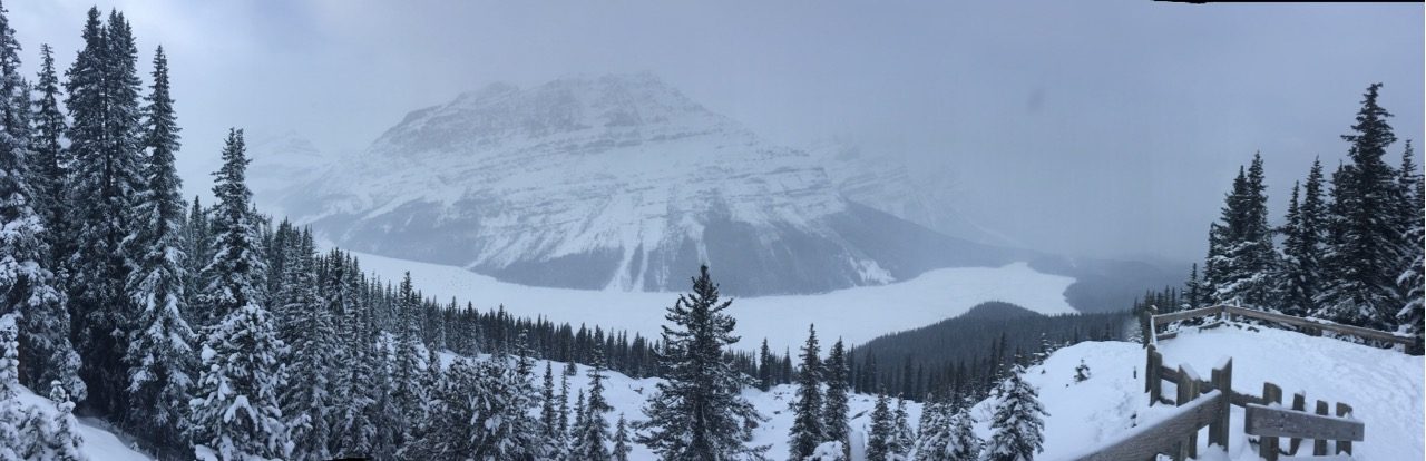 The view from the Peyto Lake Lookout